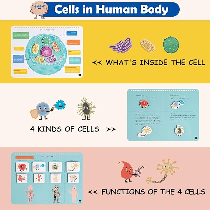 Freebear Montessori Busy Book for Kids, Human Body Anatomy Book for Toddlers, Preshool Kindergarten Learning Activities, Autism Sensory Toys, Gifts for Girls and Boys 4 5 6 7 Years - Human Body System